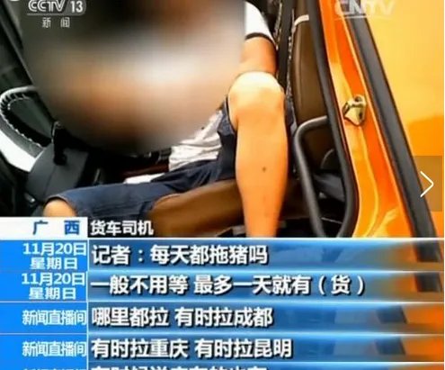 揭秘越南生猪走私 惊人黑幕令人震惊