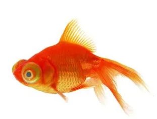 家里如何养鱼?养鱼知识大全