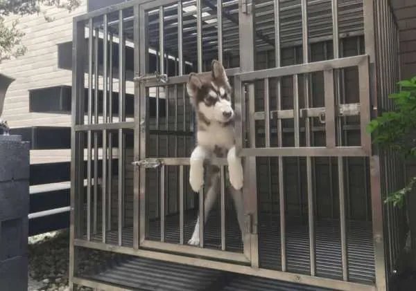 二哈到底是多神奇的动物,竟然把奶奶气进了医院?