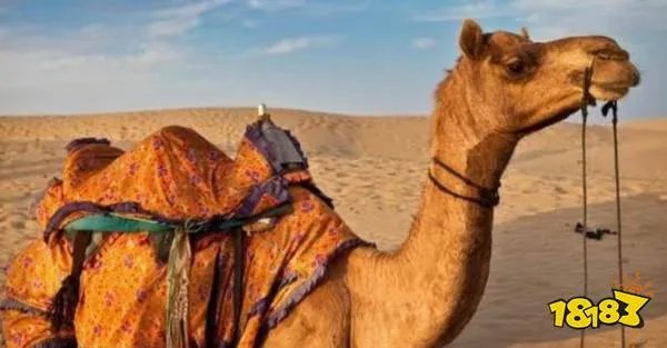 什么动物吃仙人掌都不觉得扎嘴_