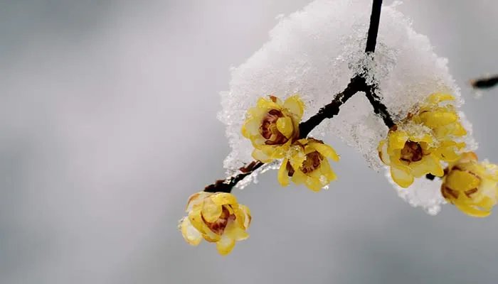 三九四九冰上走的含义