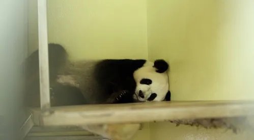 旅法大熊猫怀孕了吗?