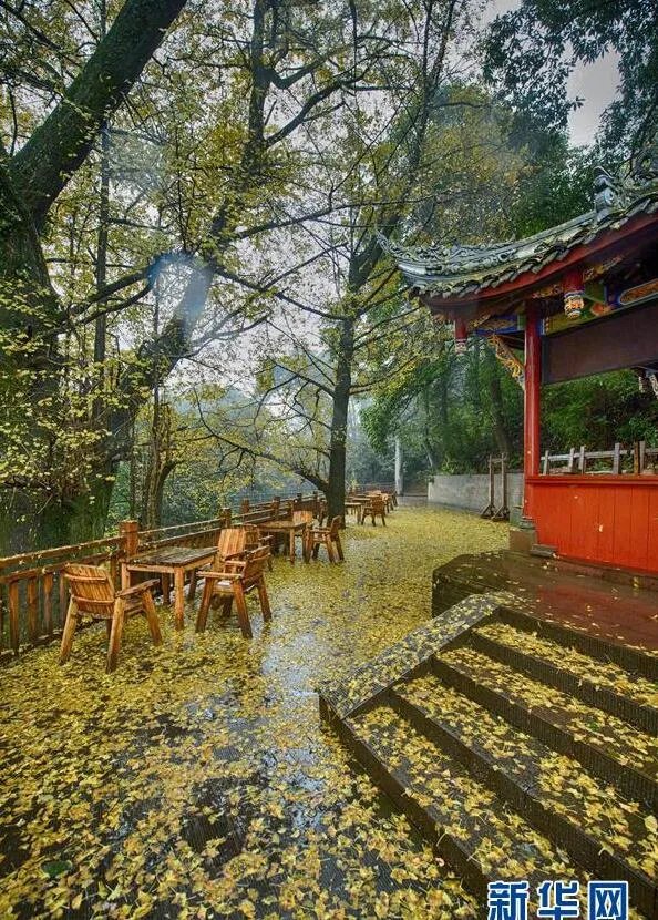 古刹落叶铺金毯 绝美景色让人赞不绝口