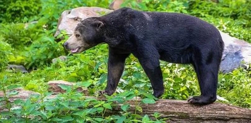 揭阳水鬼事件是真的吗 真实视频记录水库抓打水鬼