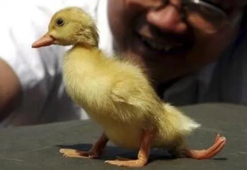 福岛核泄漏后变异女人：日本核辐射后的变异生物触目惊心