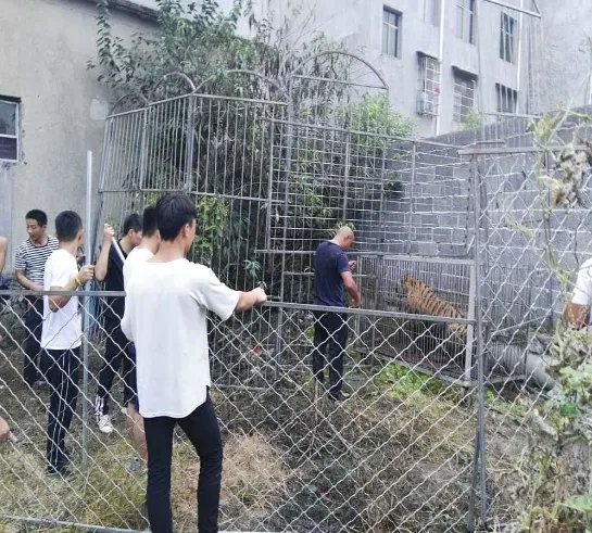 马戏团什么原因致使幼虎出逃?