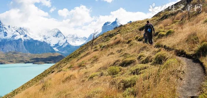 沙芥的药用价值_沙芥的副作用