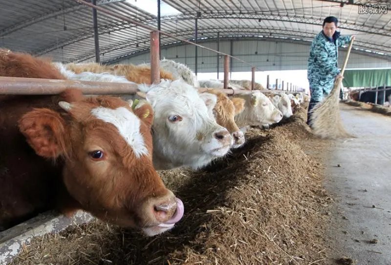 最赚钱的养殖业 以下几款大家参考一下