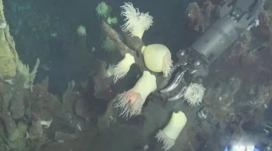 蛟龙号看见了什么 蛟龙号马里亚纳海沟6699米处抓拍