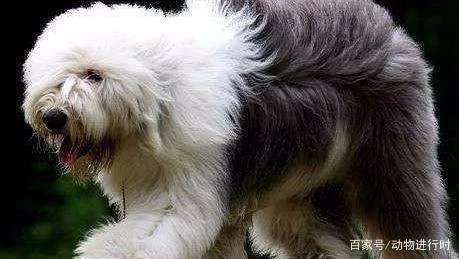 养古牧是一种什么体验?