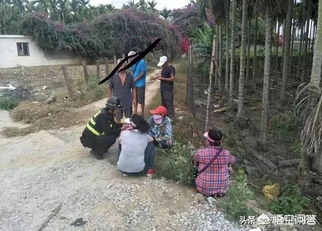 老人海南组团偷芒果的原因是什么?对此你怎么看?