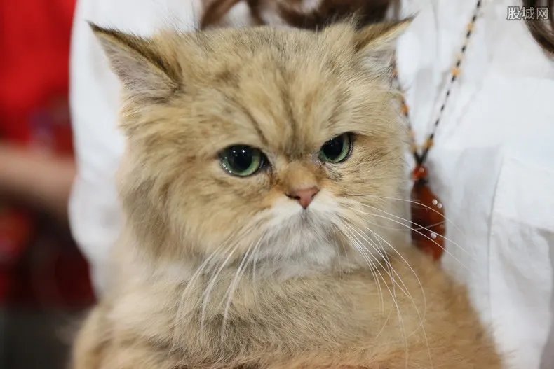 英国一宠物猫新冠病毒检测呈阳性 这意味着什么?