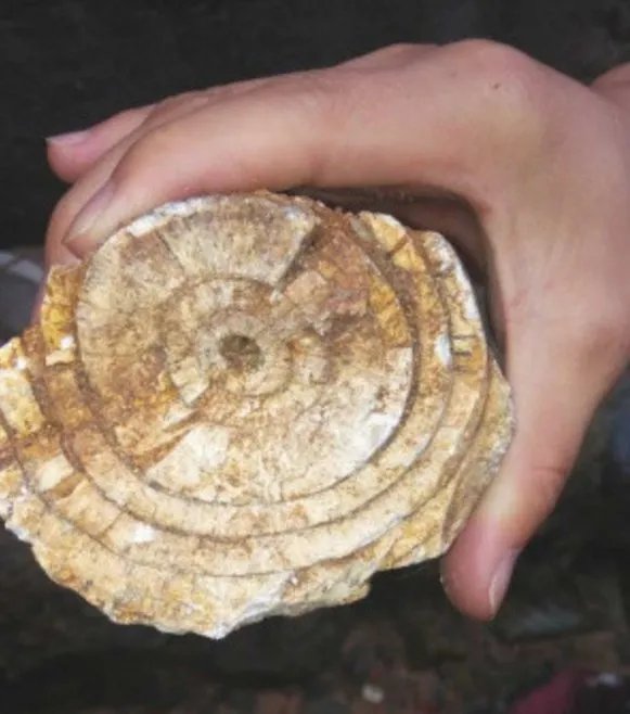 盖房挖出象牙化石专家鉴定说了什么?