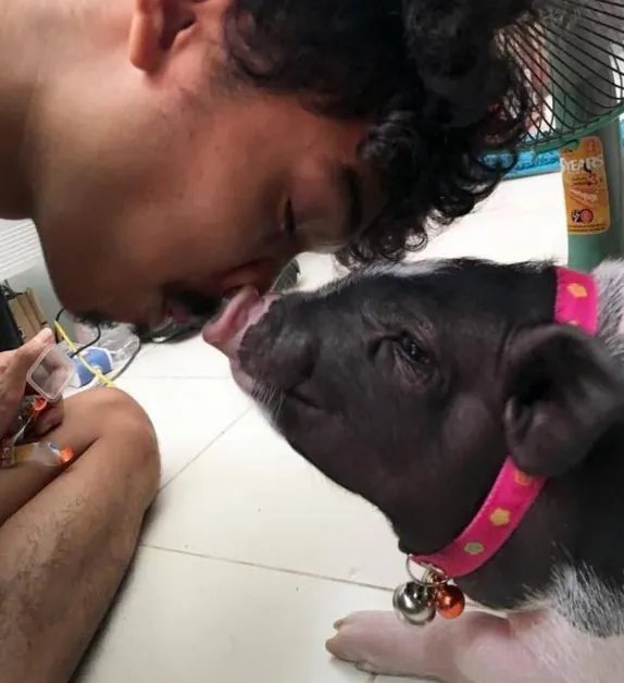 把母猪当女朋友来养是怎么回事?