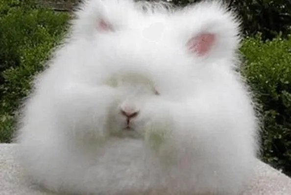 世界十大丑陋动物排行榜 眼镜猴上榜，第六被很多人称为“怪物”