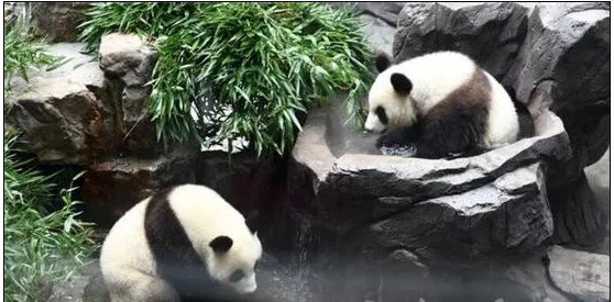 大熊猫抵达南京了吗?