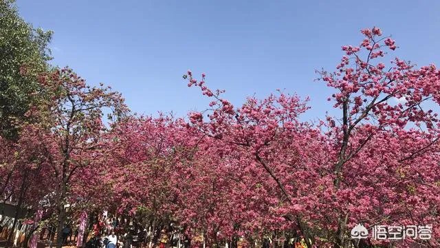 男子武大校园剧烈摇动樱花树，如何有效制止此类行为？