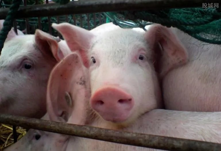 母猪产下八名男婴原因竟然如此凄凉 是真是假?