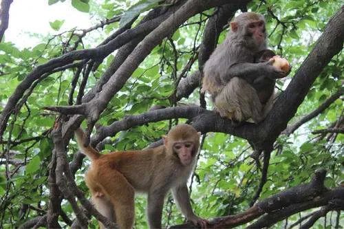 女子登山遭猴子薅头发扒衣服，全程不反抗，对此你怎么看？
