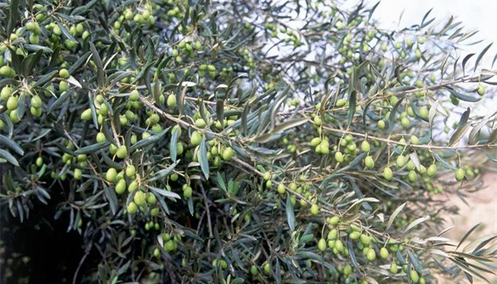 橄榄枝象征着什么意义 抛出橄榄枝象征着什么意义