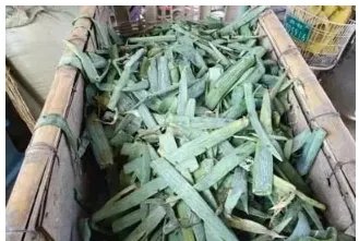 山东销毁毒大葱是真的?