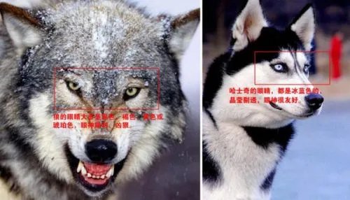 动物园狼舍现二哈 二哈竟然在狼群中也能混得开