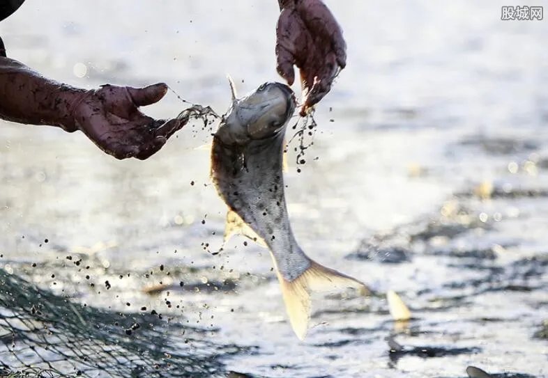 小鱼塘兽药乱投放 养殖户表示从不吃自己养的鱼