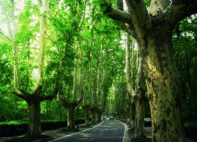 梧桐树的资料介绍 梧桐树的栽种和移植方法