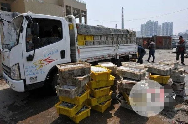 青岛再现鱼满舱是怎么回事？