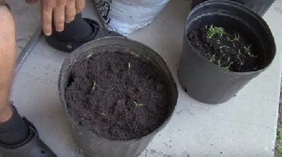 男子把西红柿片放盆中 神奇了(组图)