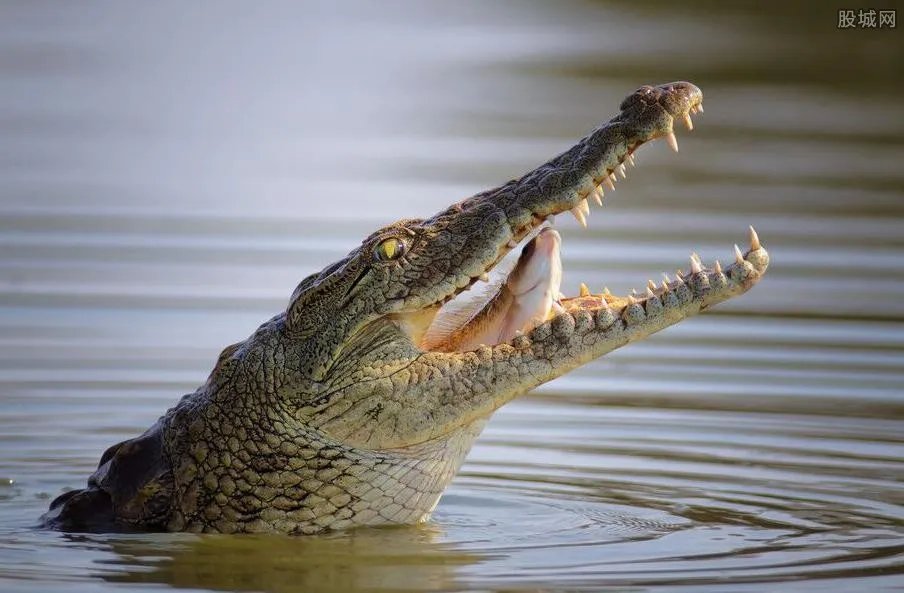 背包客拍照跌倒在鳄鱼身上 被咬住后死里逃生