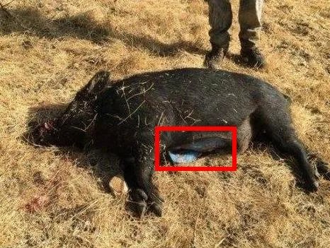 男子打到野猪 一剖开震惊全村（图）