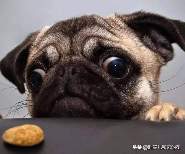 哈士奇吃什么狗粮好?