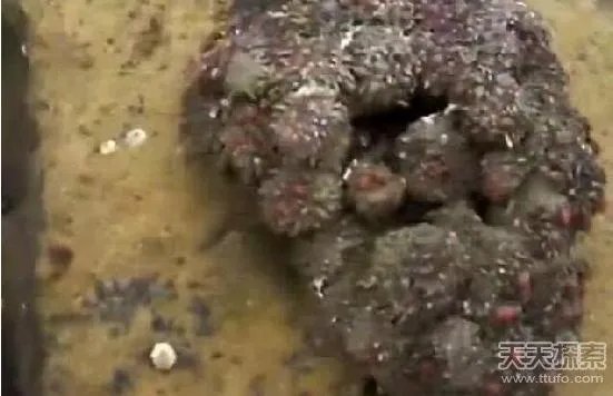 男子捡到奇石:切开后惊呆众人（意想不到）