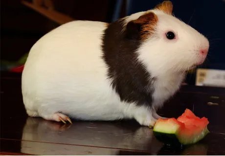 荷兰猪智商相当于几岁？