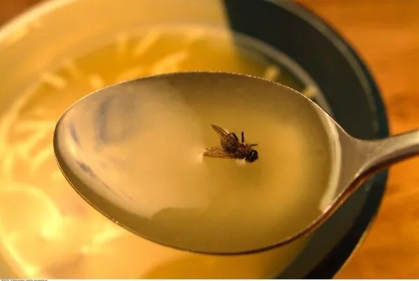 苍蝇屎为什么叫苍蝇屎