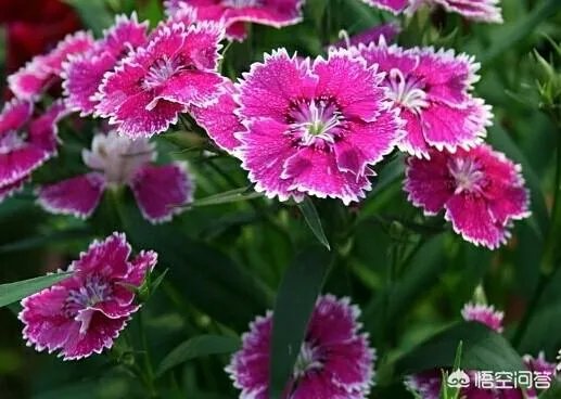 农村山里的石竹子,有什么作用和功效?