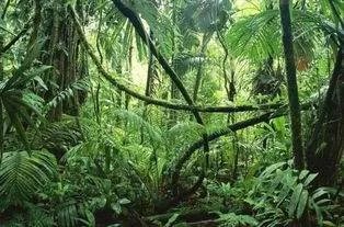 亚马逊雨林烧了3个星期,什么原因导致雨林燃烧?