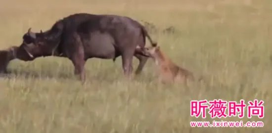 非洲鬣狗大战野牛 下幕不忍直视（组图）