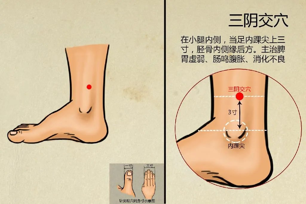 三阴交图片