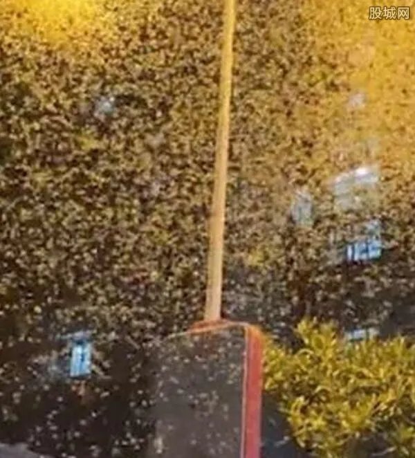 官方回应湖南沅江漫天蜉蝣 这是什么预兆?