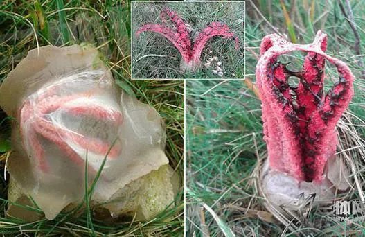 男子草丛发现异物 捅破后被吓坏了(图)