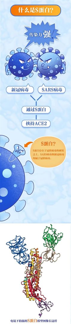 浙江第一批疫苗已产生抗体!揭秘新冠病毒侵染人体那一瞬间