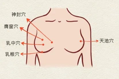 乳房穴位图