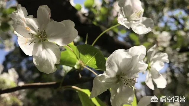 男子武大校园剧烈摇动樱花树，如何有效制止此类行为？