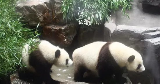 大熊猫抵达南京了吗？