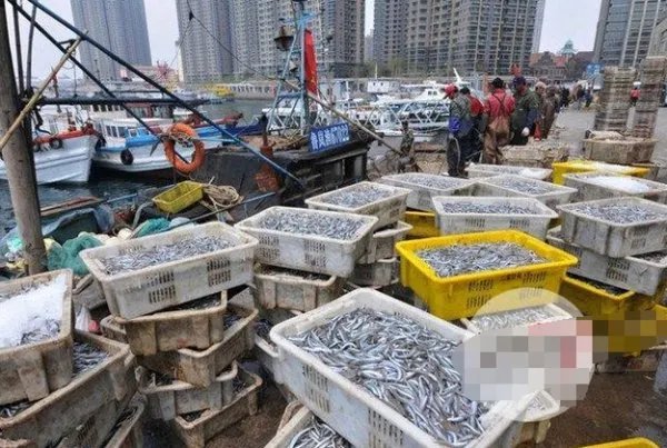 青岛再现鱼满舱是怎么回事？
