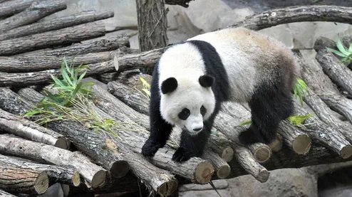 旅法大熊猫怀孕了吗?