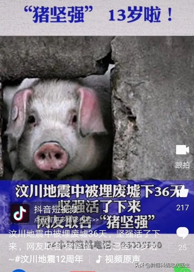 猪坚强13岁了是什么事情?