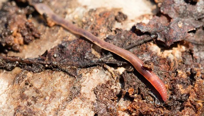 蛐蟮是什么 蛐蟮是什么动物